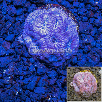 LiveAquaria® Cultured Dipsastrea Brain Coral 