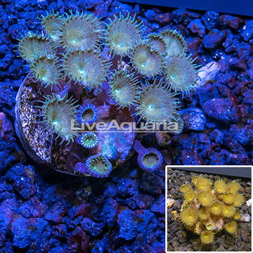 LiveAquaria® Cultured Protopalythoa Coral