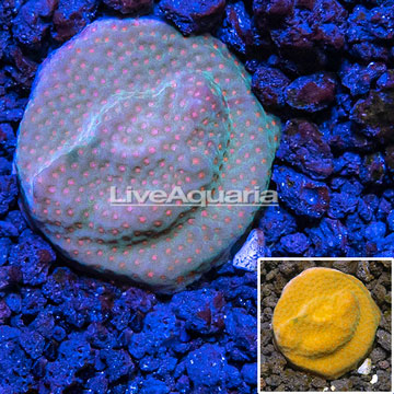 LiveAquaria® Cultured Orange Polyp Montipora Coral