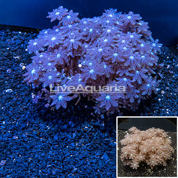 Glove Polyp Coral Indonesia