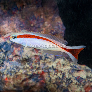 Red Stripe Tilefish
