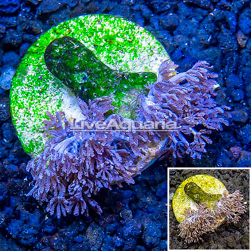 LiveAquaria® Cultured Xenia Coral