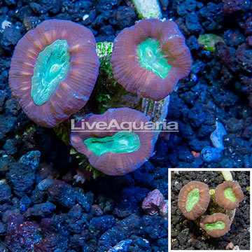 LiveAquaria® Cultured Candy Cane Coral