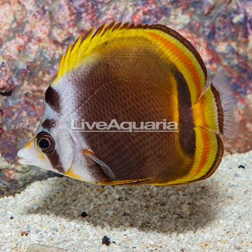 Dusky Butterflyfish