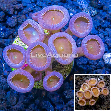 LiveAquaria® Cultured Protopalythoa Coral