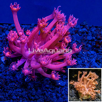LiveAquaria® Cultured Goniopora Coral 