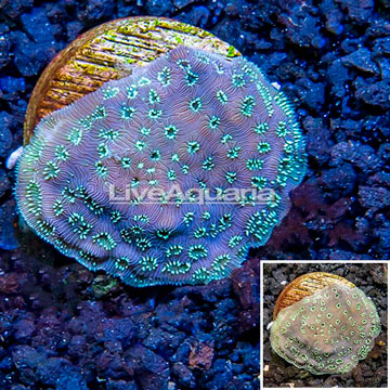 LiveAquaria® Cultured Pavona Coral