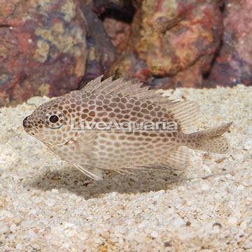 Brown Spotted Rabbitfish