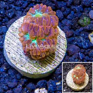 LiveAquaria® Cultured Blastomussa Coral