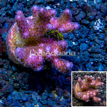 LiveAquaria® Cultured Pocillopora Coral