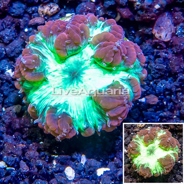 LiveAquaria® Cultured Blastomussa Coral