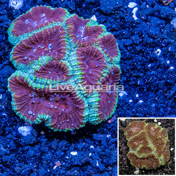 Australia Cultured Dipsastrea Brain Coral