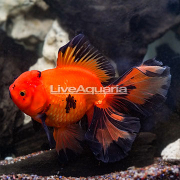 Fantail Oranda Goldfish