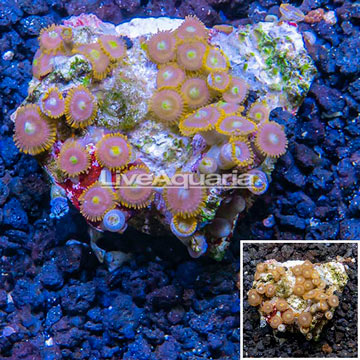 Zoanthus Coral Indonesia