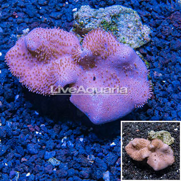 Toadstool Leather Coral Vietnam