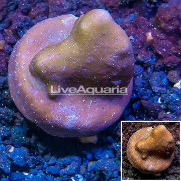 LiveAquaria® Cultured Blue Ridge Coral