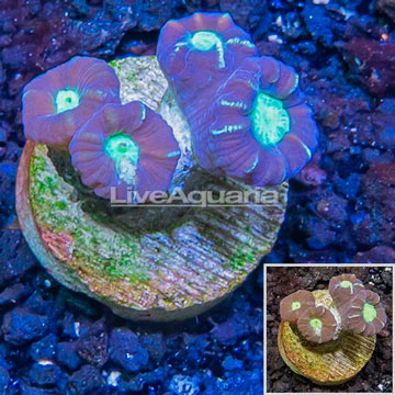 LiveAquaria® Cultured Candy Cane Coral