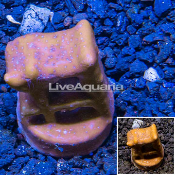 LiveAquaria® Cultured Blue Ridge Coral