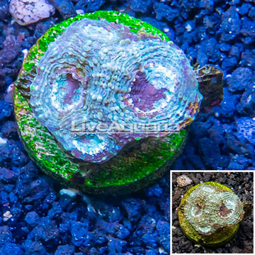 LiveAquaria® Cultured Acan Brain Coral
