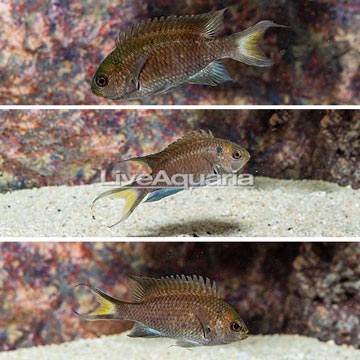 Regal Damselfish, Trio.