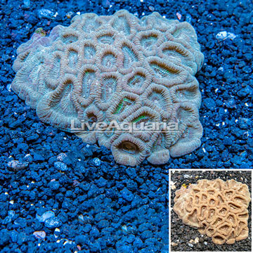 Goniastrea Brain Coral Australia 