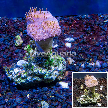 Toadstool Leather Mushroom Coral Vietnam