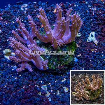 Tree Coral Indonesia