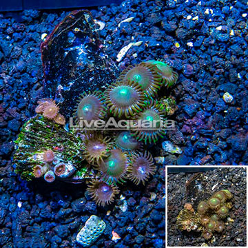 Zoanthus Coral Vietnam