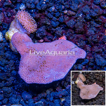 Toadstool Leather Coral Vietnam