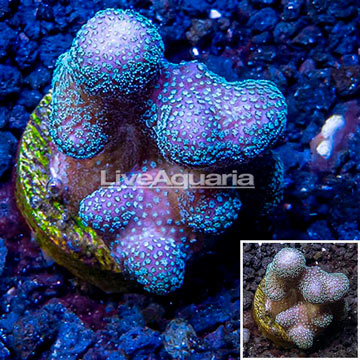 LiveAquaria® Cultured Stylophora Coral