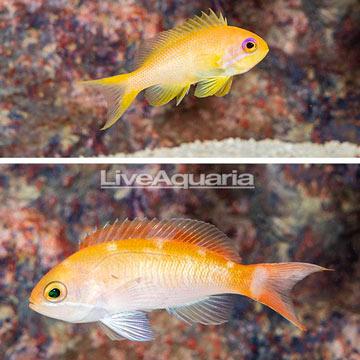 Red Bar and Lyretail Anthias, Pair