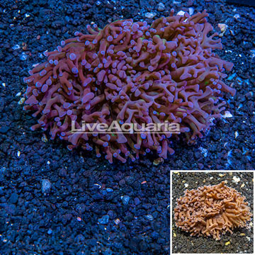 Hammer Coral Australia