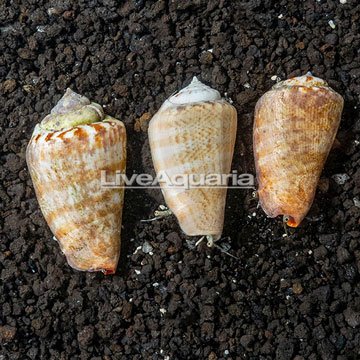 Orange Lip Conch Snail, 3-Lot