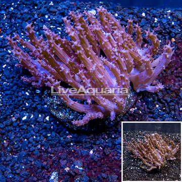 Tree Coral Indonesia