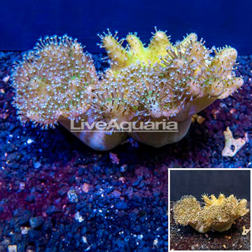 Devil's Hand Leather Coral Indonesia