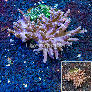 Tree Coral Indonesia