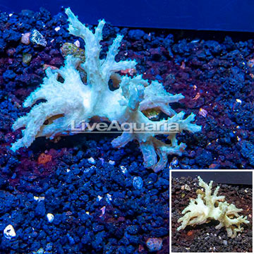 Sinularia Leather Coral Vietnam