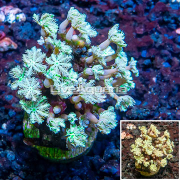 LiveAquaria® Cultured Pipe Organ Coral