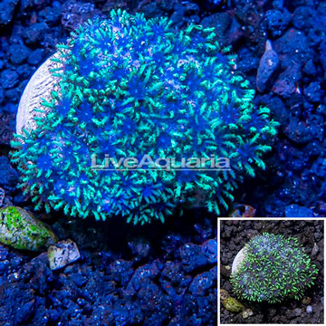 LiveAquaria® Cultured Sympodium Polyps