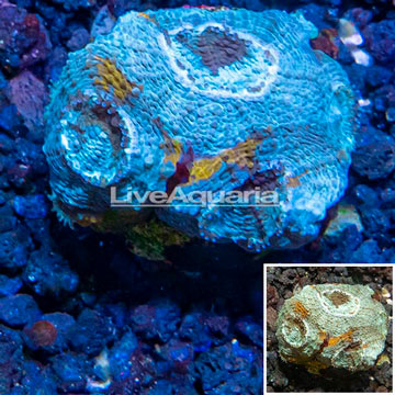 LiveAquaria® Cultured Acan Echinata Coral