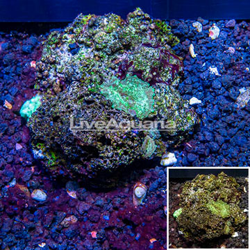 Mushroom Coral Vietnam