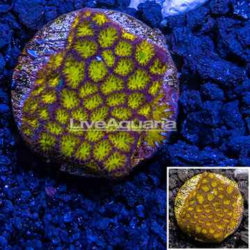 LiveAquaria® Cultured Leptastrea Coral