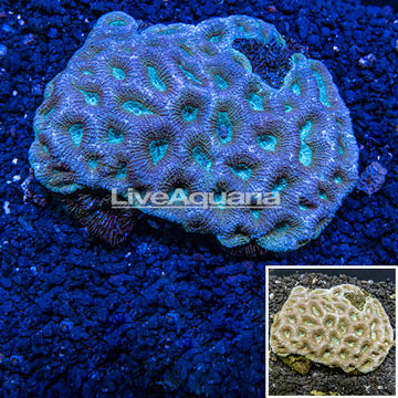 Goniastrea Brain Coral Australia 