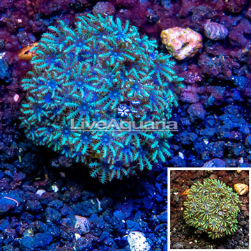 LiveAquaria® Cultured Sympodium Polyps