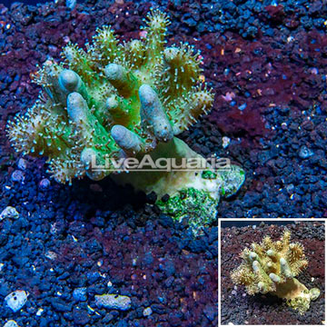 Devil's Hand Leather Coral Indonesia