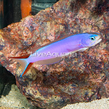 Purple Tilefish