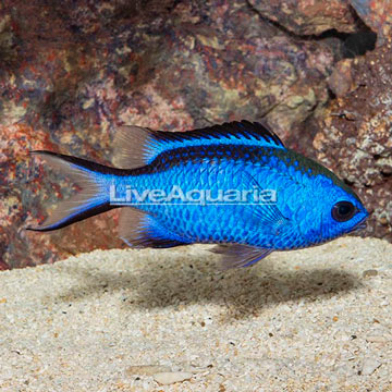 Blue Reef Chromis