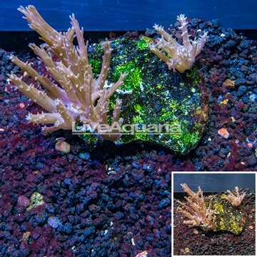 Tree Coral Indonesia