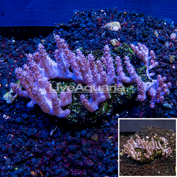 Tree Coral Indonesia