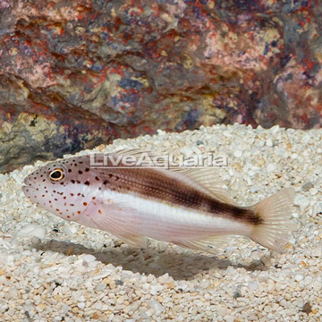 Freckled Hawkfish